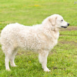 Kuvasz (Kuvasz węgierski)