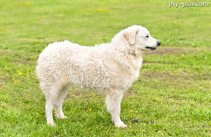Kuvasz (Kuvasz węgierski)