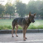 Lupo italiano (wilczak włoski)