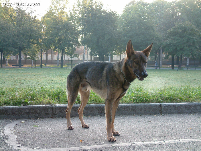 Lupo italiano (wilczak włoski)