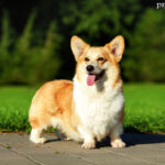 Welsh Corgi Pembroke