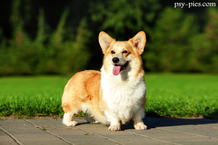 Welsh Corgi Pembroke