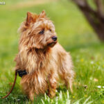 Terier australijski (Australian Terrier)