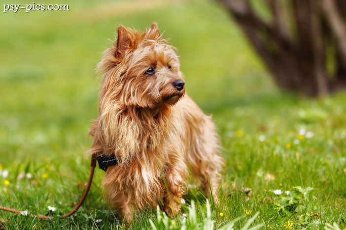 Terier australijski (Australian Terrier)