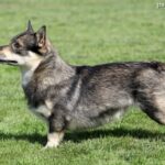 Vastgotaspets (Szwedzki Vallhund)