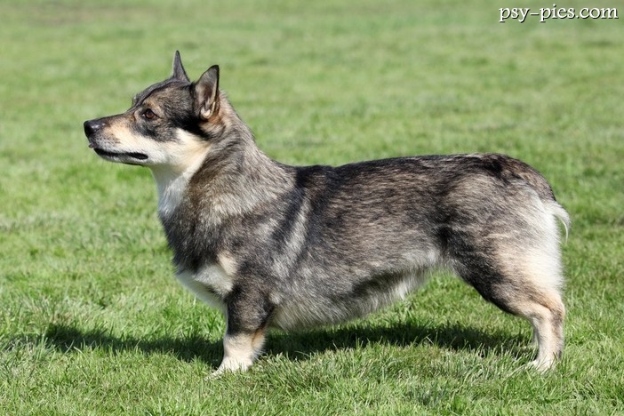 Västgötaspets, szwedzki vallhund o wilczastym umaszczeniu