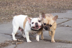 Buldogi francuskie