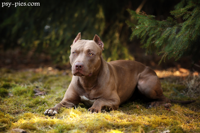 Ile lat żyje pitbull?