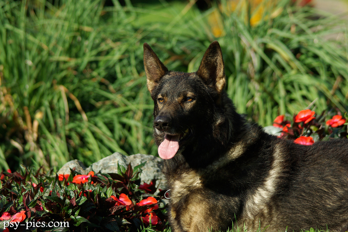 Wilczak włoski (Italian Wolfdog)