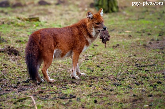 Cyjon (Cuon alpinus)