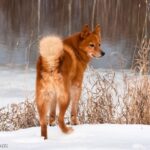 Szpic fiński (Finnish spitz)