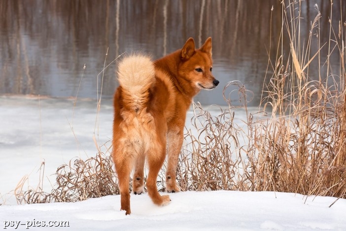Szpic fiński (Finnish spitz)