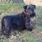 Terier czeski (Cesky Terrier)