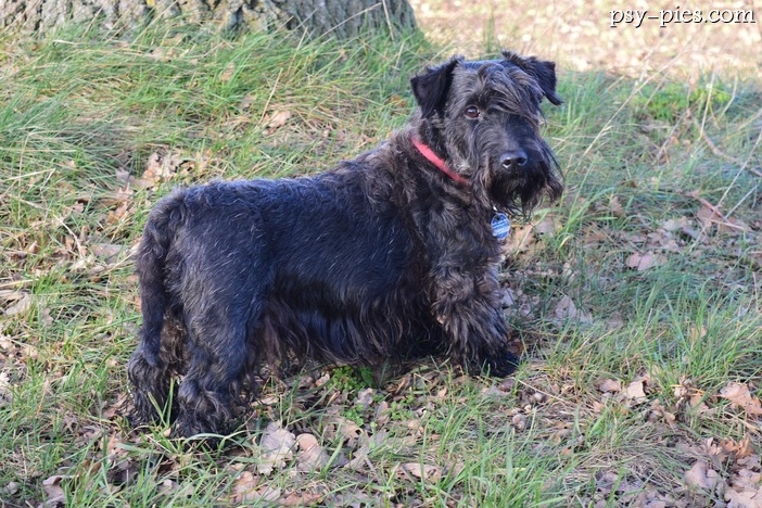 Terier czeski (Cesky Terrier)