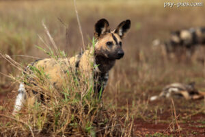 Likaon (Lycaon pictus)