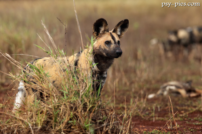 Likaon (Lycaon pictus)