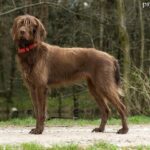 Pudelpointer