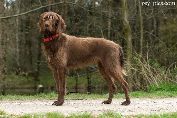 Pudelpointer