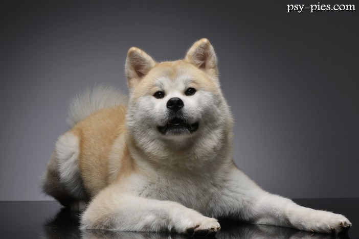 Akita inu opis rasy