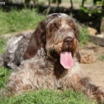 Wyżeł włoski szorstkowłosy (Spinone Italiano)