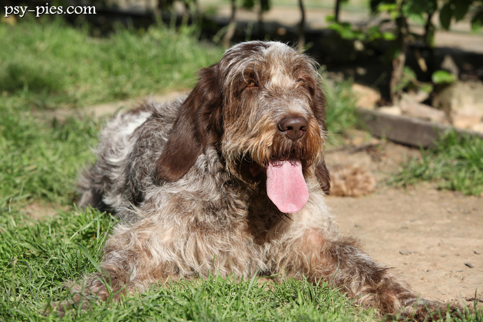 Wyżeł włoski szorstkowłosy (Spinone Italiano)