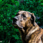 Bandog (Bandogge)