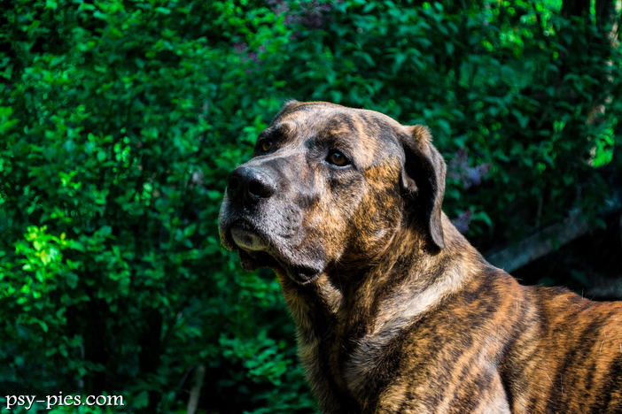Bandog (Bandogge)