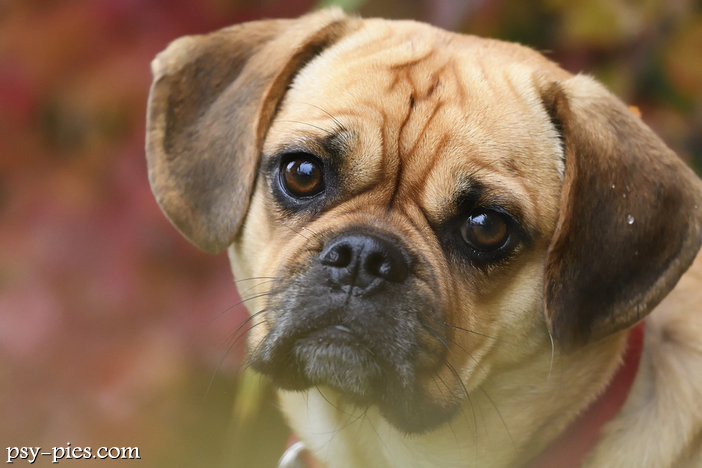 Pies Puggle - hybryda