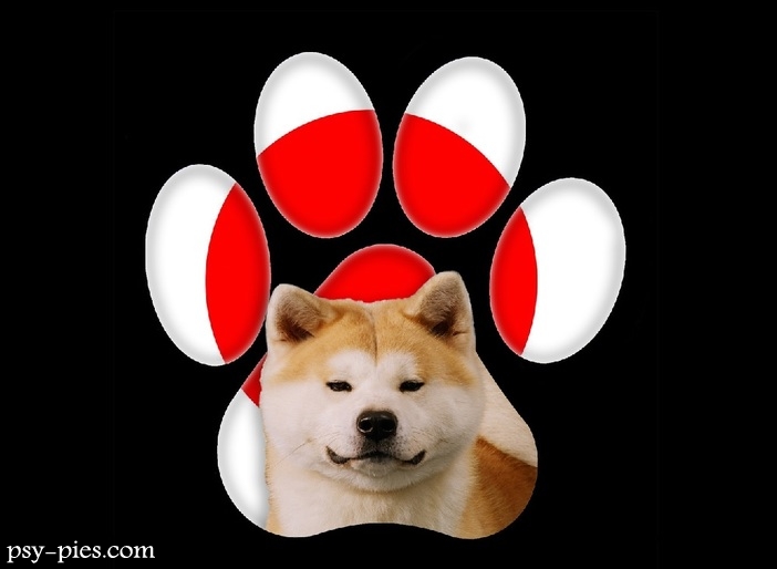 Japoński pies Akita inu