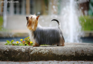 Australian Silky (Australian Silky Terrier)