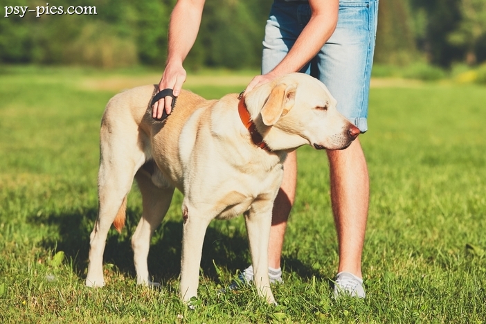 Pielęgnacja Labrador retrievera