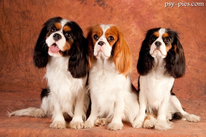 Cavaliery wady i zalety