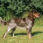 Spaniel pikardyjski (Picardy Spaniel)