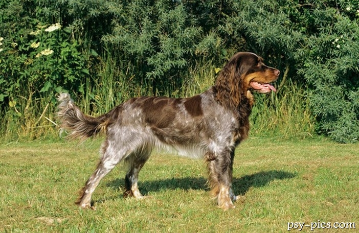 Spaniel pikardyjski (Picardy Spaniel)