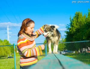 Tresura psa w domu, opiekun uczy psa komendy siad z nagrodą