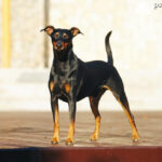 Pinczer średni (Deutscher Pinscher)