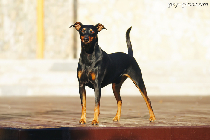 Pinczer średni (Deutscher Pinscher)