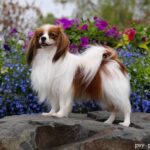 Spaniel kontynentalny miniaturowy Phalene