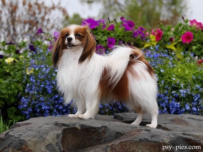 Phalene, miniaturowy spaniel kontynentalny z opadającymi uszami i jedwabistą sierścią
