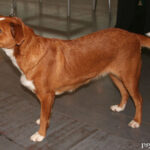 Pinczer austriacki (Osterreichischer Pinscher)
