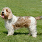 Petit Basset Griffon Vendeen