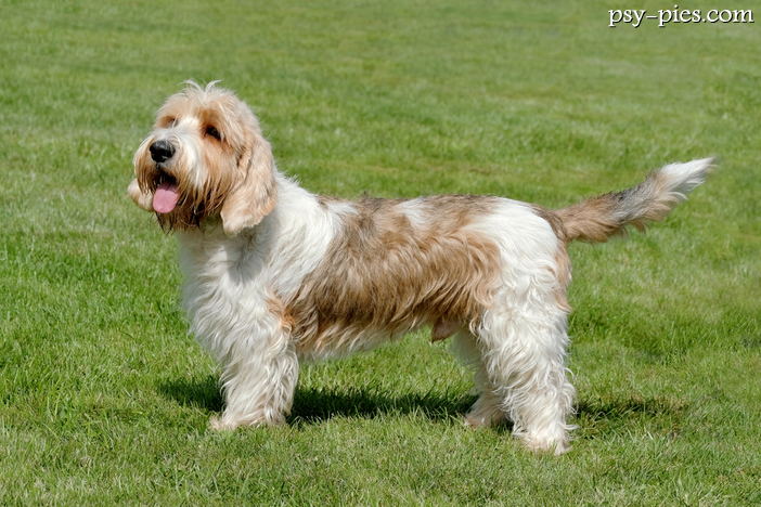 Petit Basset Griffon Vendeen
