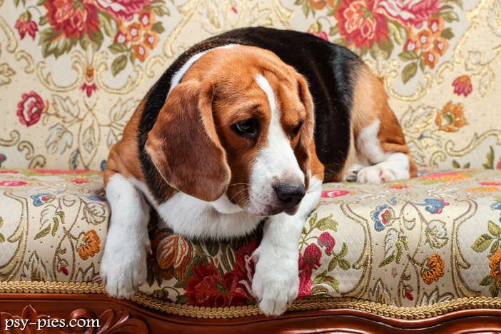 Żywienie psa Beagle