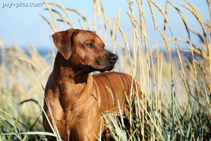 Charakter i temperament Rhodesian ridgeback