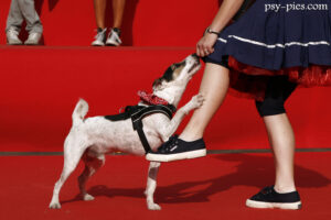 Dog freestyle