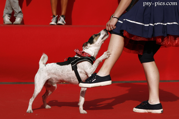 Dog freestyle