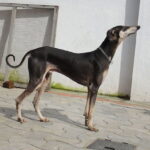 Kanni dog