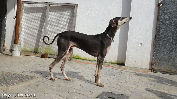 Kanni dog