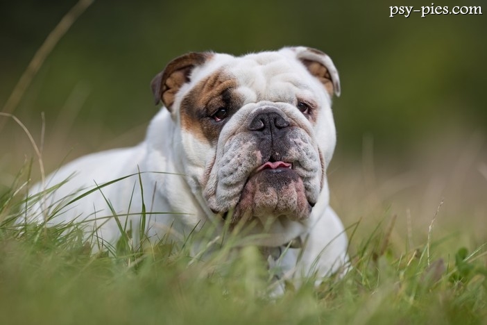 Buldog angielski wszystko o rasie