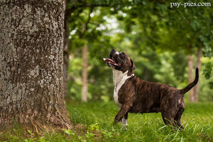 Czy pies amstaff jest groźny?